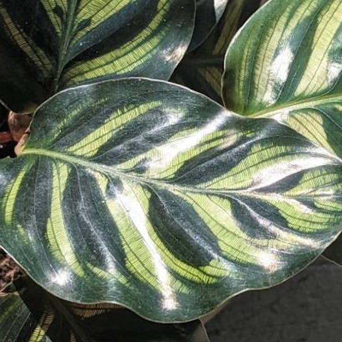 Top calathea care tips in spring – summer