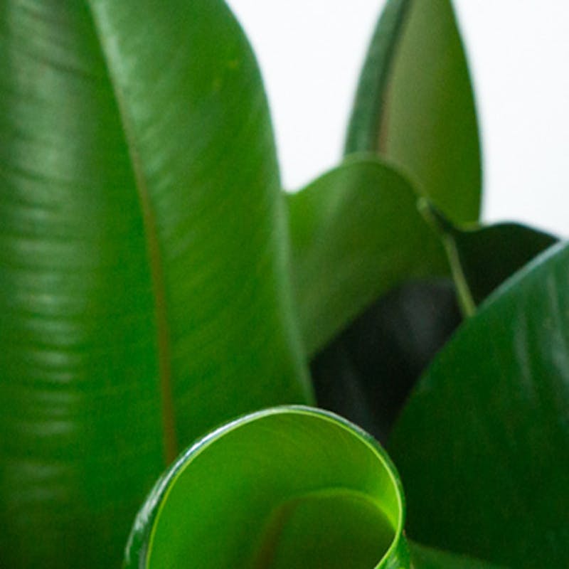 Le piante possono purificare l'aria della tua casa?