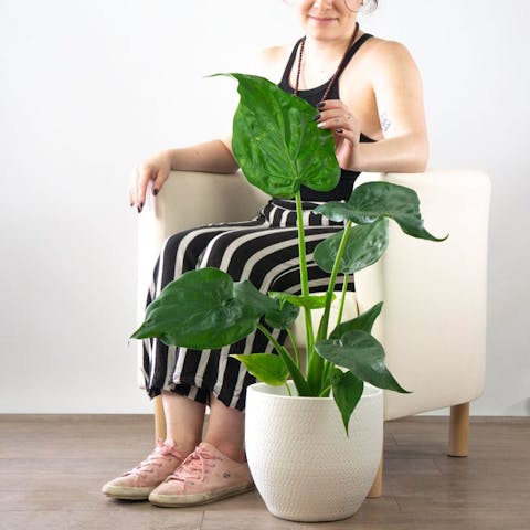 Le soin de ces plantes opulentes peut sembler compliqué mais en réalité leurs exigences sont assez simples, même s'il est important de connaître les besoins de la variété que vous venez d'acquérir car certaines préfèrent un environnement plus humide que d'autres. Mais ne laissez pas ces détails vous freiner. Même si vous n'avez aucune expérience en matière de jardinage, vous pouvez acheter un Alocasia en toute confiance chez Be.Green car nous ne vous laisserons pas livré à vous-même.
Contrairement aux pépinières traditionnelles, nous sommes là pour vous accompagner tout au long du processus d'achat et de l'entretien ultérieur. Nous voulons maintenir vos plantes en vie et si vous en achetez une autre dans notre boutique en ligne, nous voulons que ce soit pour agrandir la collection de votre jardin.