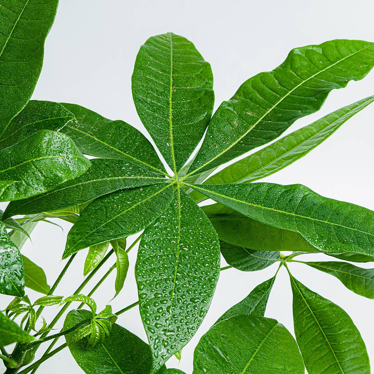 Detalle de las hojas de la Pachira