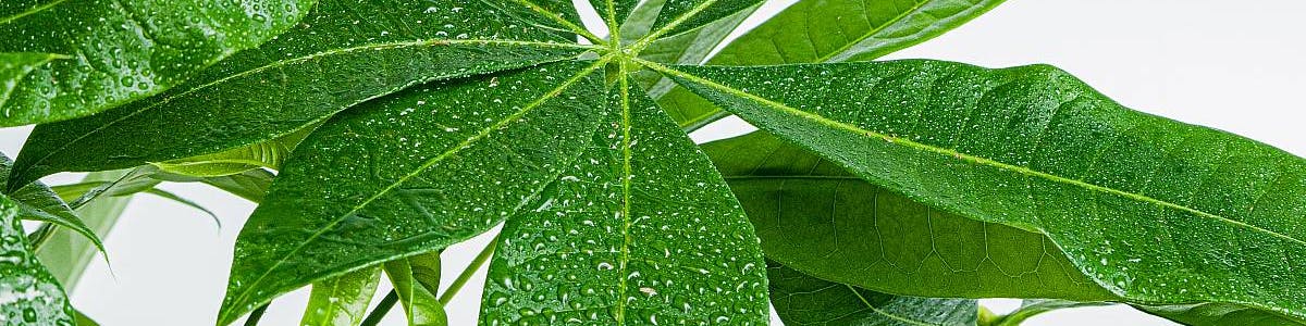 Detalle de las hojas de la Pachira