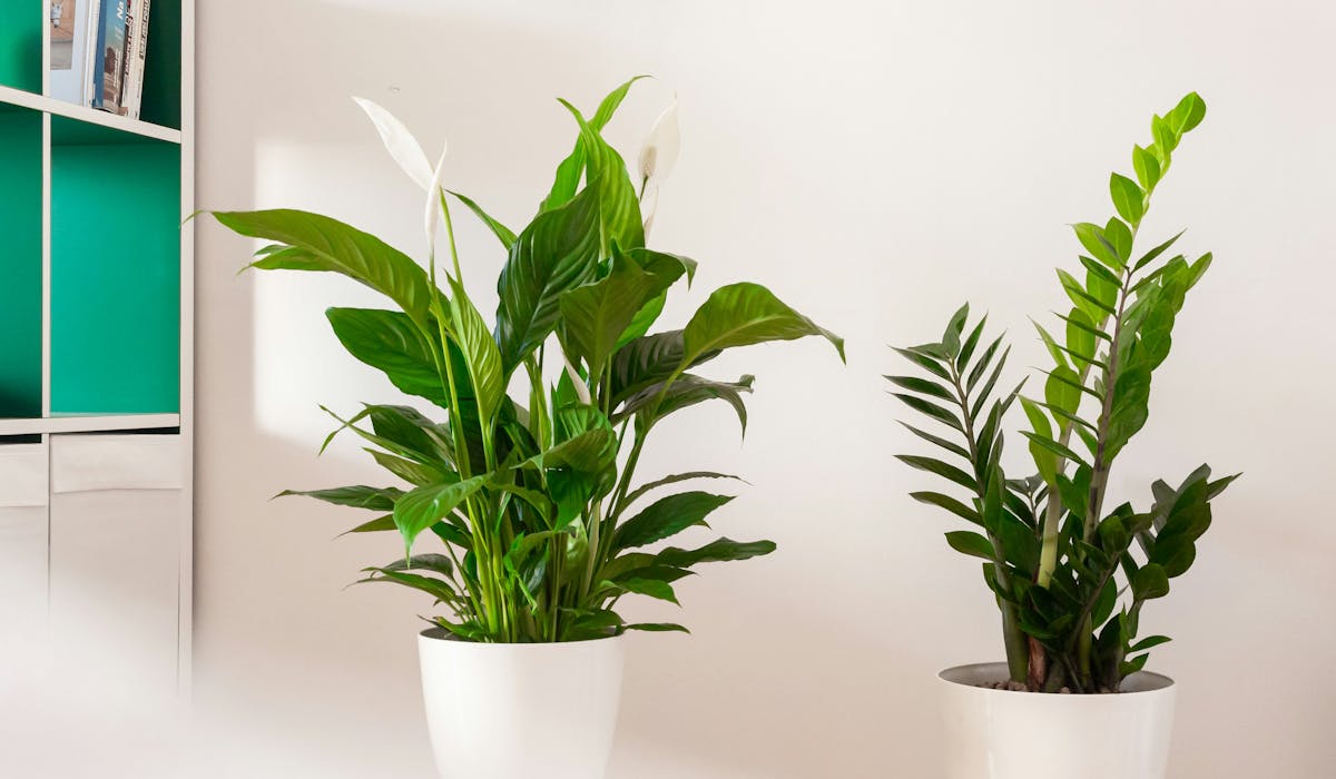Spathiphyllum