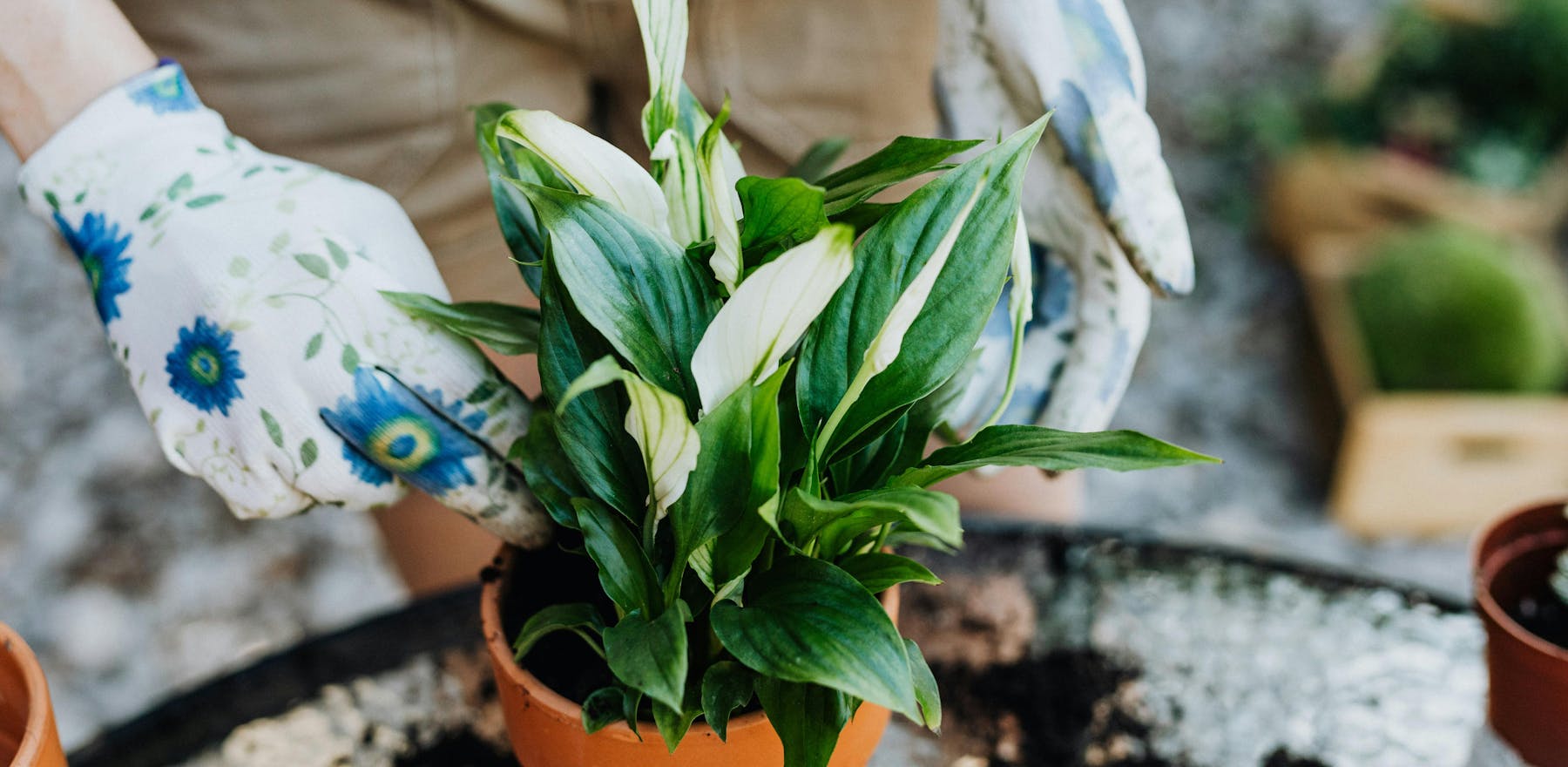 Bomba tlenowa: sansewieria i skrzydłokwiat