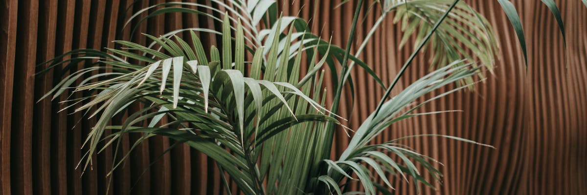 Kleuren en texturen die passen bij de kentia plant