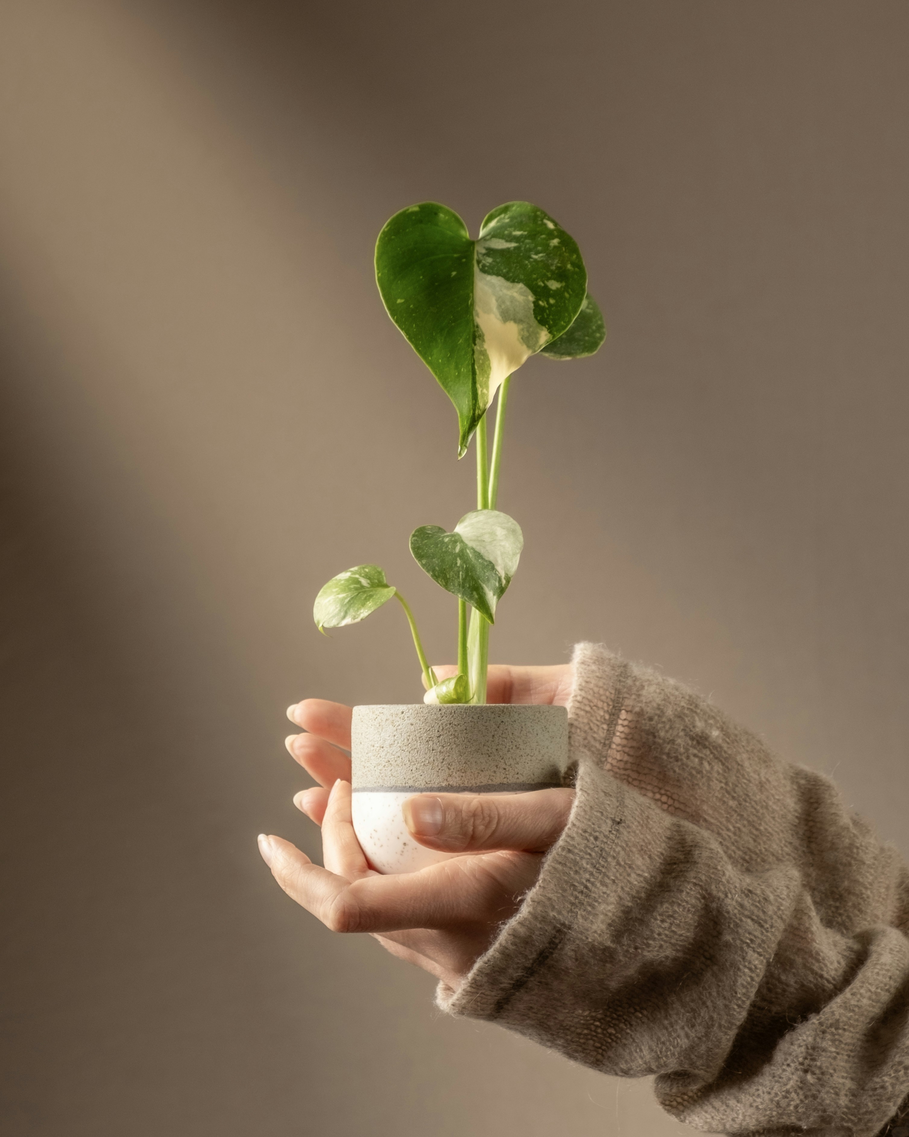 Las calatheas son muy sensibles a los cambios de temperatura y a la luz directa.