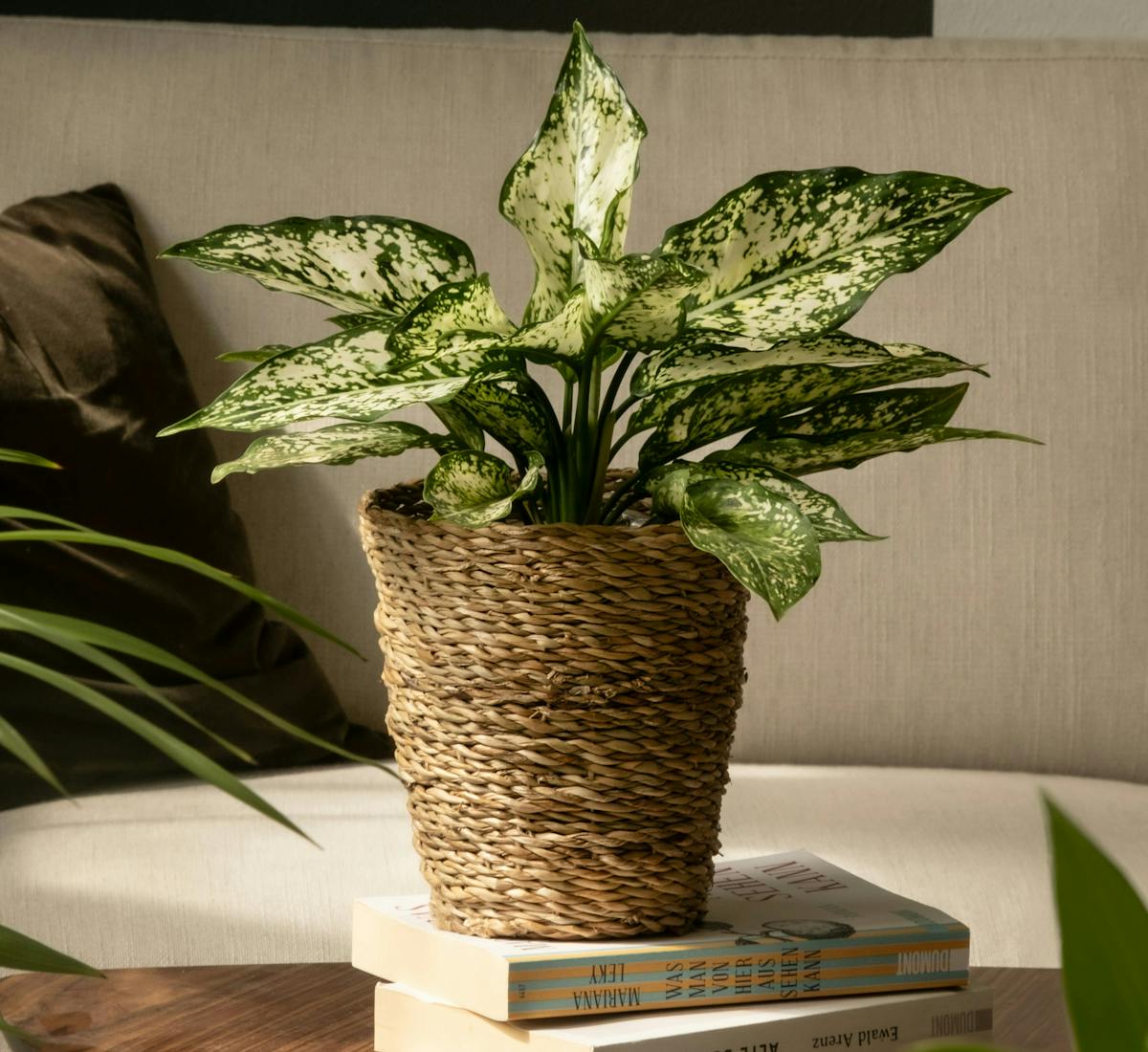 Una Calathea medallion sobre la mesita de noche o en un rincón crea una atmósfera relajante.