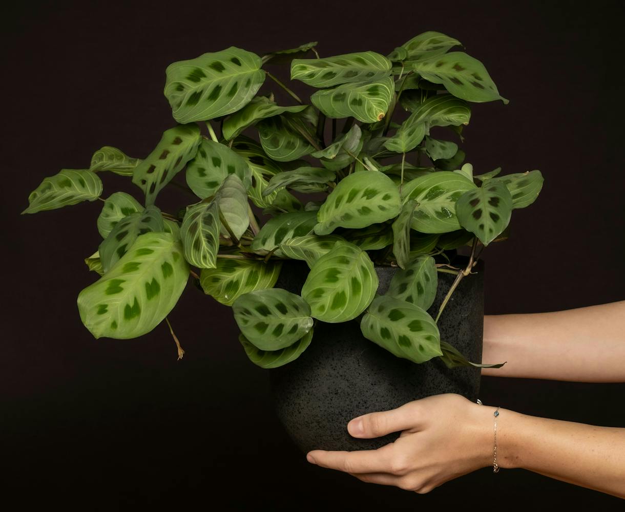 Las calatheas son plantas tropicales