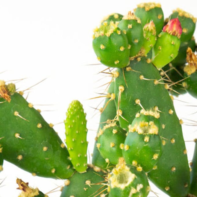 Cactus da interni e poca luce