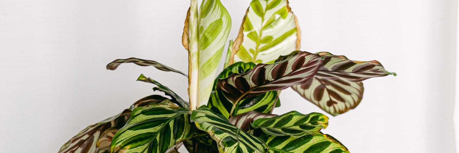 why do plant leaves turn yellow? Tips on how to solve it
