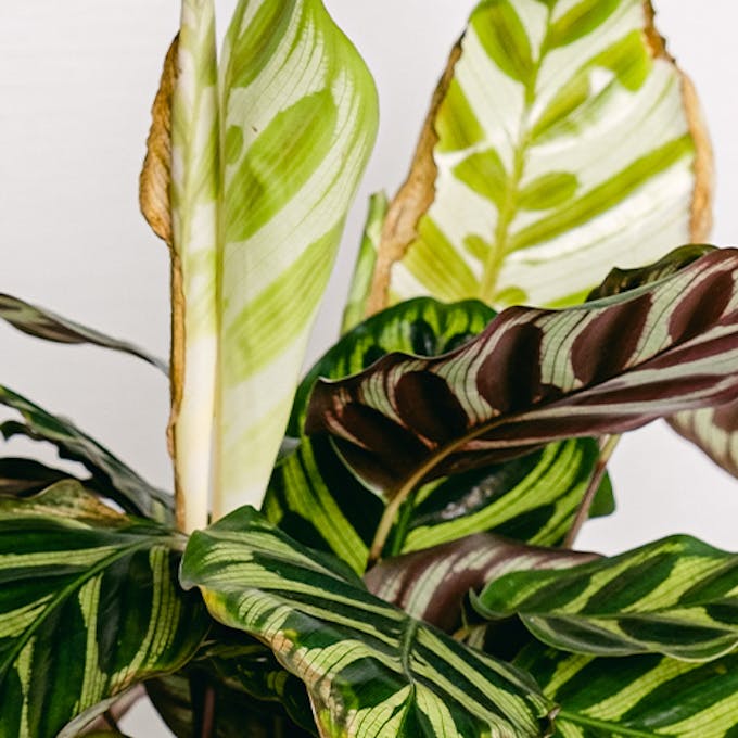 Why do plant leaves turn yellow? Tips to fix it