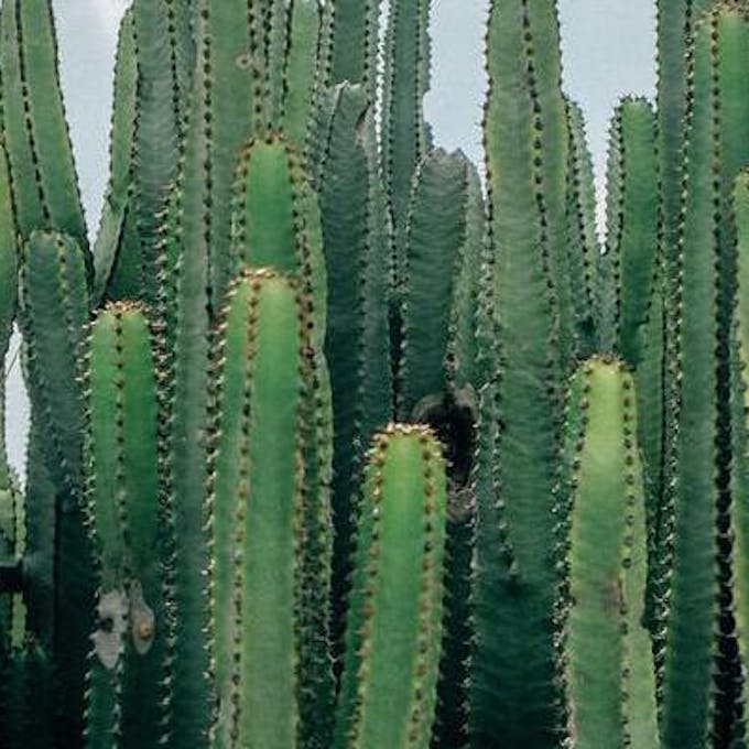 Euphorbia care: Useful guide, care and tips