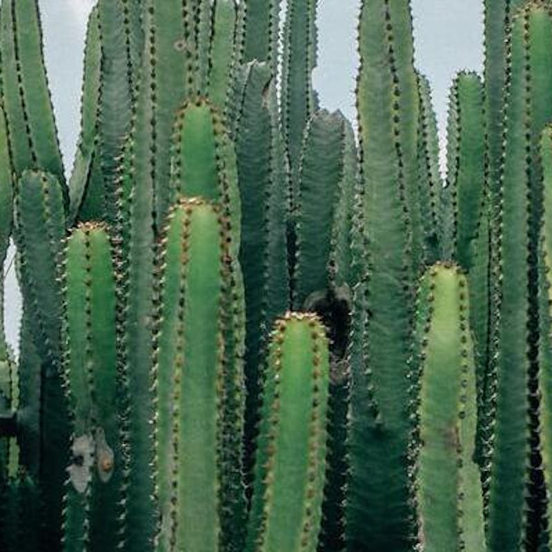 Cuidados de la Euphorbia: Guía útil, cuidados y consejos