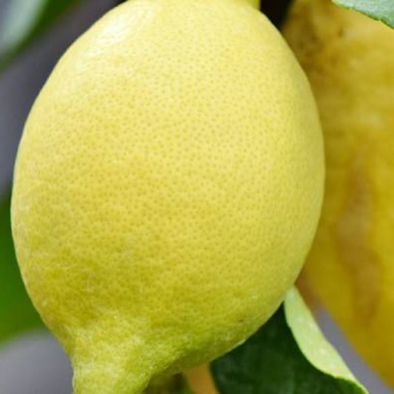 Cura del limone in vaso