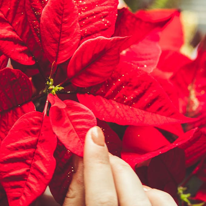 Survivors: guide to looking after your Poinsettia