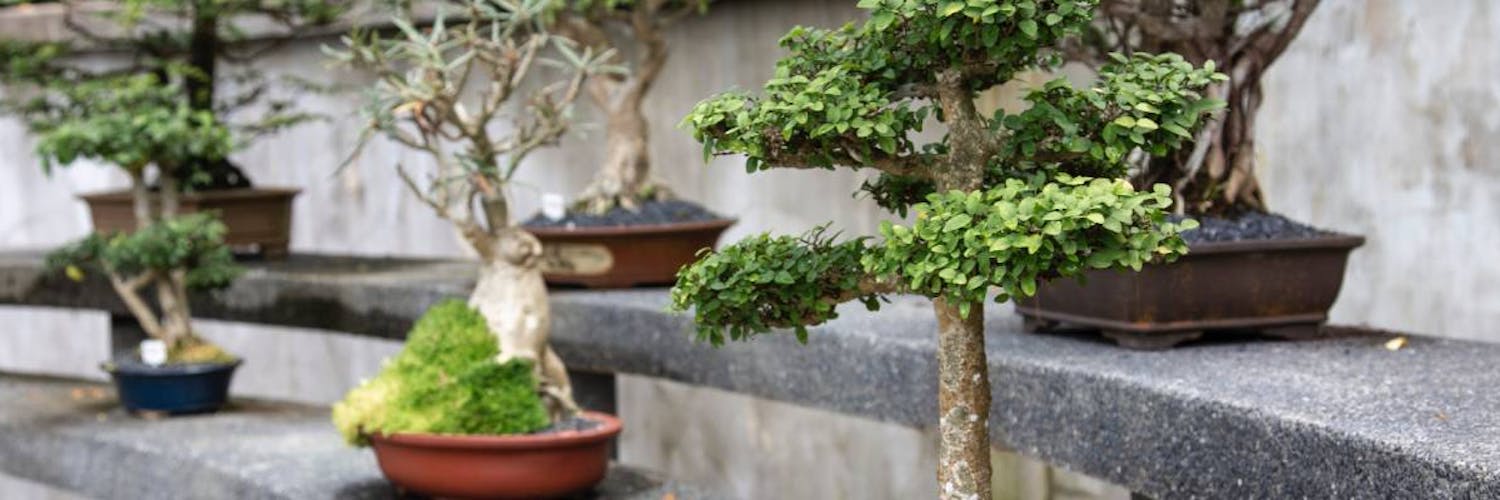 Exquisite bonsai and expert care: Zelkova, Carmona and Pinus halepensis