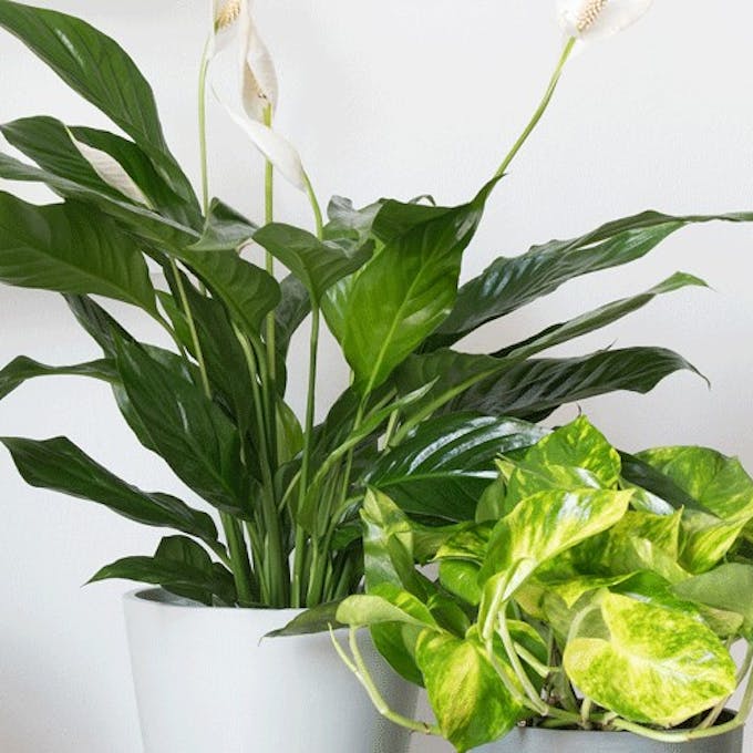Finde die perfekte Pflanze für schwach beleuchtete Räume