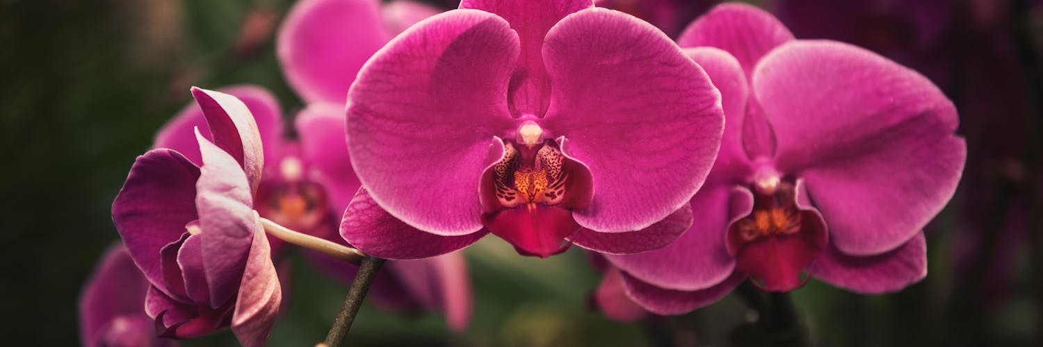 Orquídeas: Guía para el cuidado de las orquídeas en casa