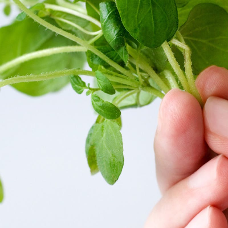 Quelques astuces pour multiplier vos plantes par bouturage