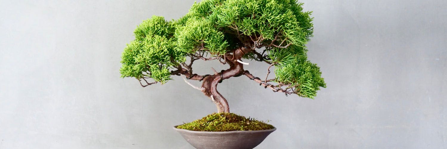 How to get started in the world of Bonsai