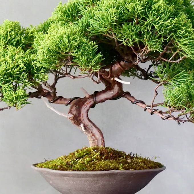 Come iniziare a frequentare il mondo dei bonsai