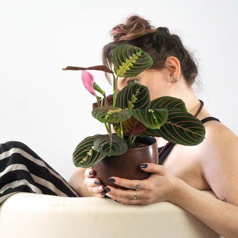 Vous êtes tombé amoureux de nos Calatheas et vous craignez de ne pas pouvoir vous en occuper ? Cessez de les aimer à distance et mettez-les dans le panier de notre boutique en ligne sans y réfléchir à deux fois. Non seulement cette espèce est facile à entretenir, mais nous vous enseignerons tout ce que vous devez savoir pour prendre soin de vos nouveaux Calatheas, y compris les conseils et astuces qui les rendront encore plus luxuriants.
En effet, lorsque vous recevrez une plante achetée dans notre jardin virtuel, vous trouverez une petite fiche avec un résumé de ses besoins en matière d'arrosage et de luminosité qui vous servira de pense-bête jusqu'à ce que vous connaissiez parfaitement les besoins de votre plante.
