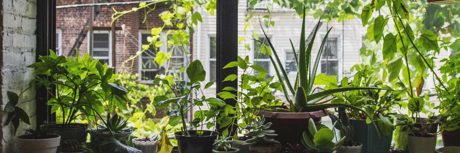 Quelles plantes d'intérieur attirent la chance?