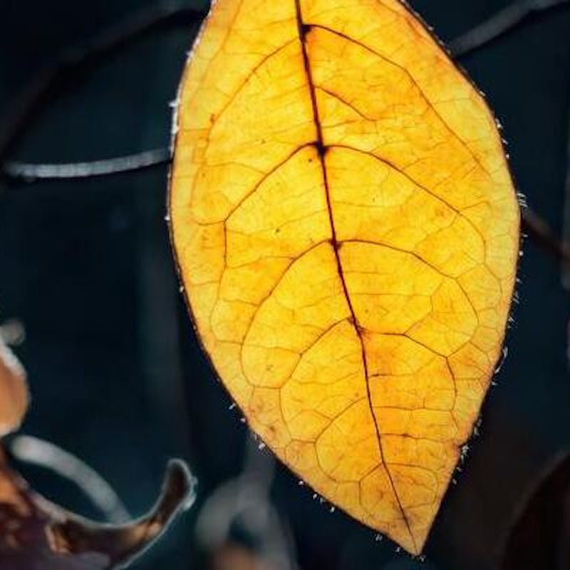¿Por qué se ponen amarillas las hojas de las plantas? Consejos para solucionarlo