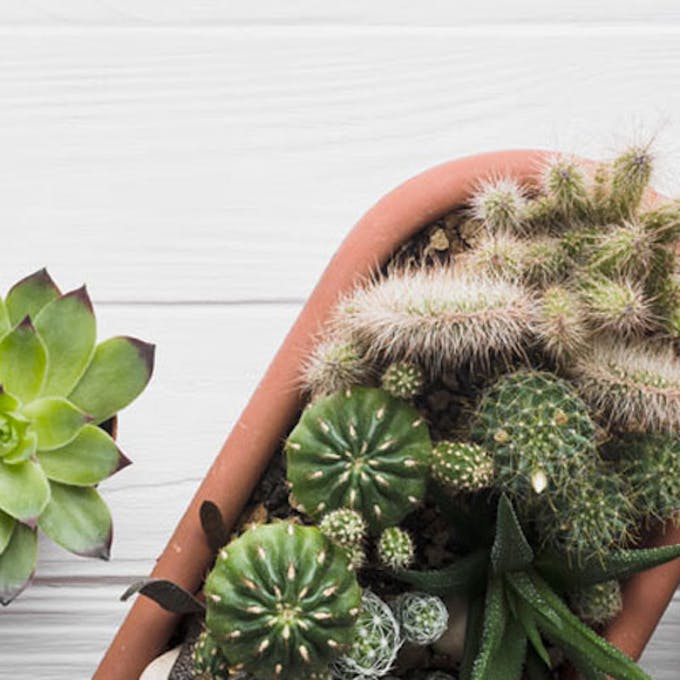 7 plants that don't need watering