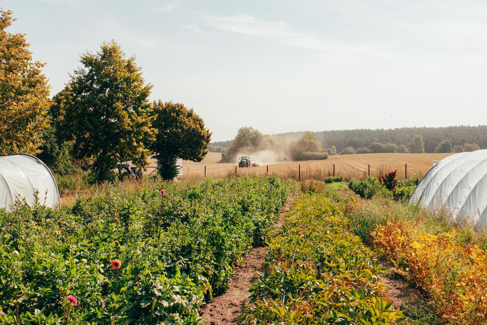 Bitte alles Bio – aber die Blumen vom Discounter