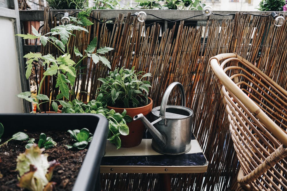 „Niemand muss gleich Selbstversorger sein“ – So geht entspannter Gemüseanbau auf dem Balkon