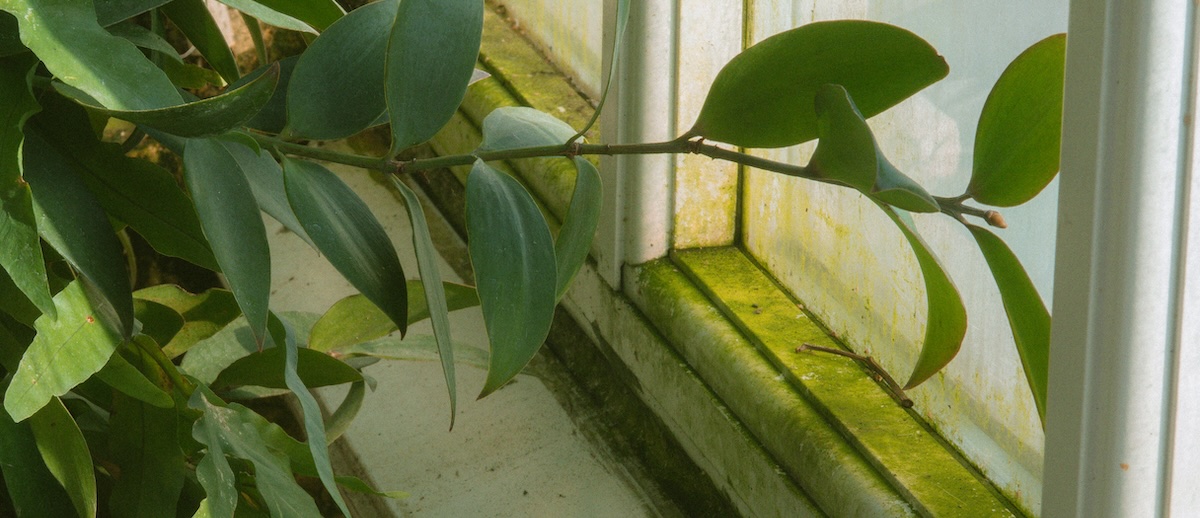 A white window sill in a rental home covered in mold and mildew from lack of ventilation