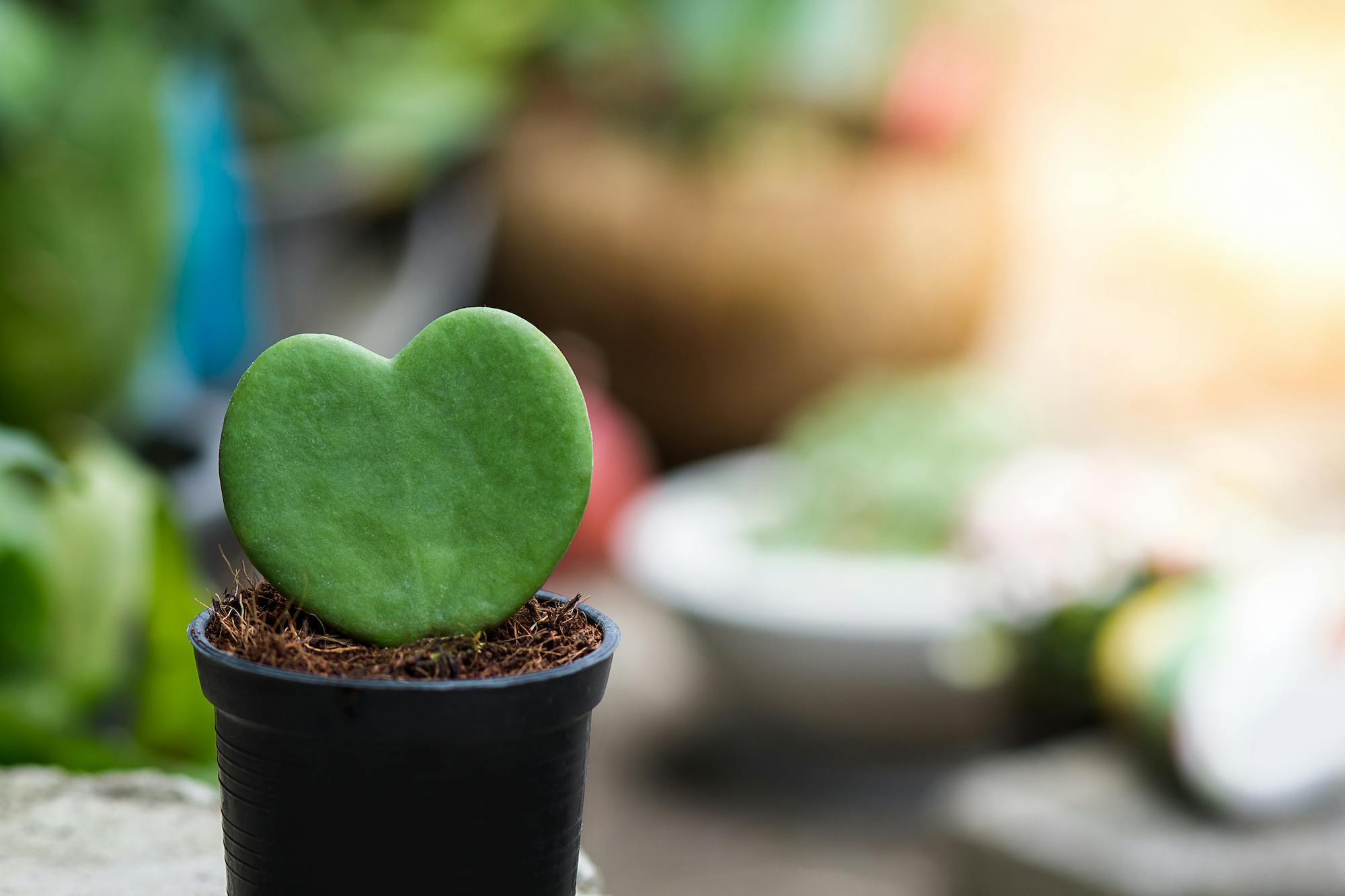 Picture of a house plant which can be used to brighten up rental properties on a budget