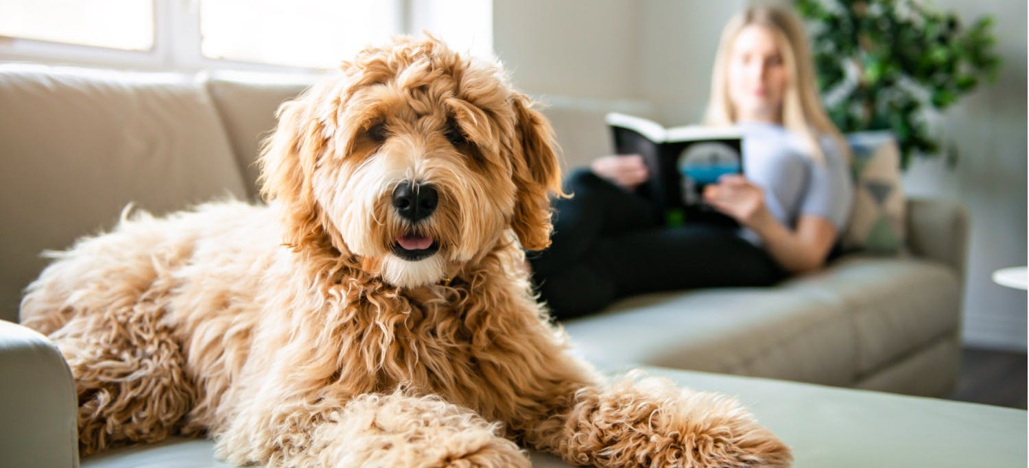 Mixed-breed dog on couch with owner in the background, depicting renting to pet owners