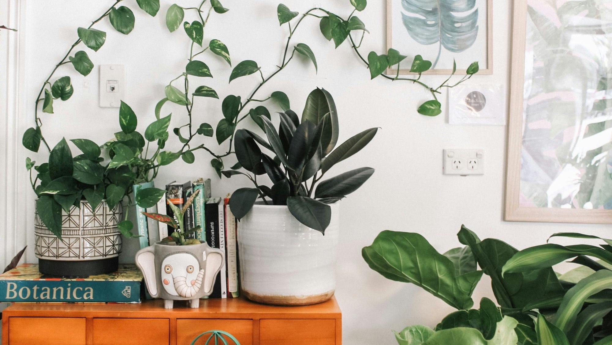 A rental home filled with plants on and around a shelf