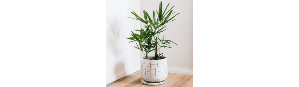 Lady palm trees look great in rental homes and are easy to maintain