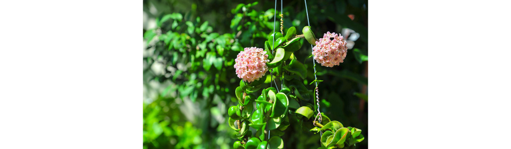 Hoya plants add color to rental homes and are easy for beginners