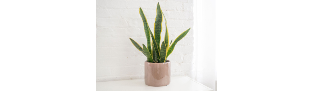 Snake plants can purify the air in rental homes