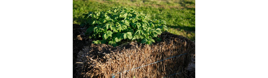 A straw-bale planter