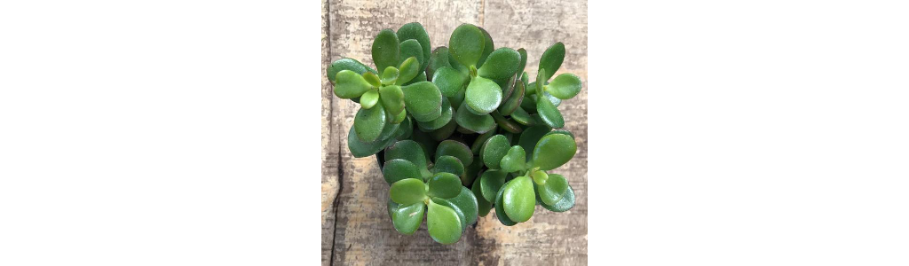 A jade houseplant is considered a lucky gift