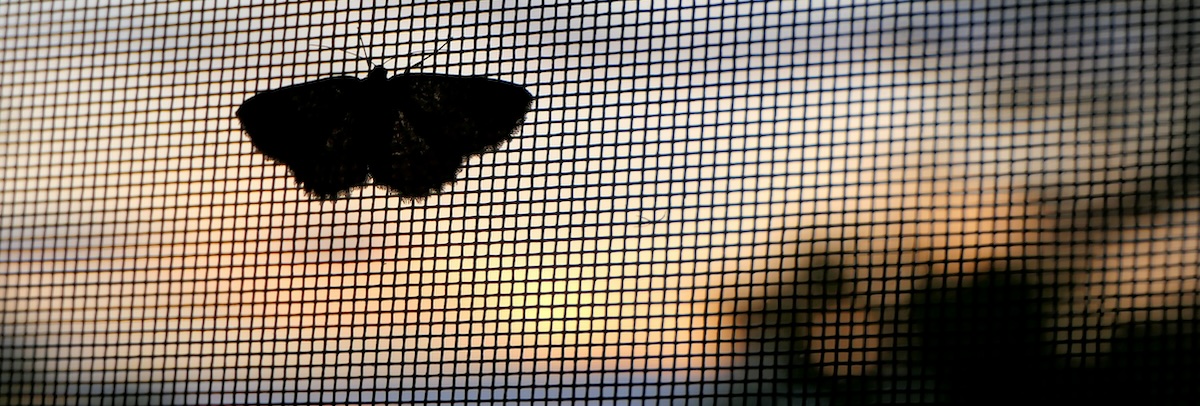 A moth on a screen door