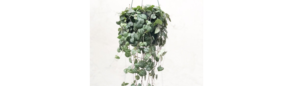 A string of hearts plant is ideal for rental homes