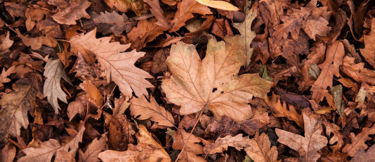 Fall leaves, a must-do cleanup job for rental homes to avoid clogged gutters and roof damage. 