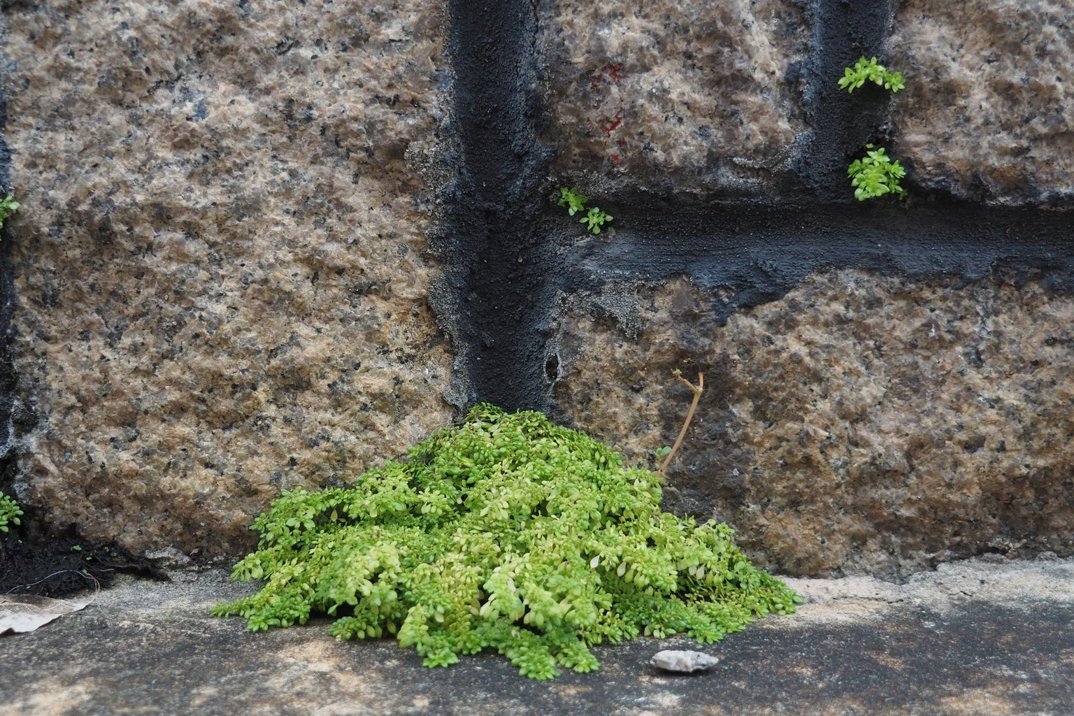 Is Belong Good for Breaking the Growth Bottleneck in Your Rental Portfolio?