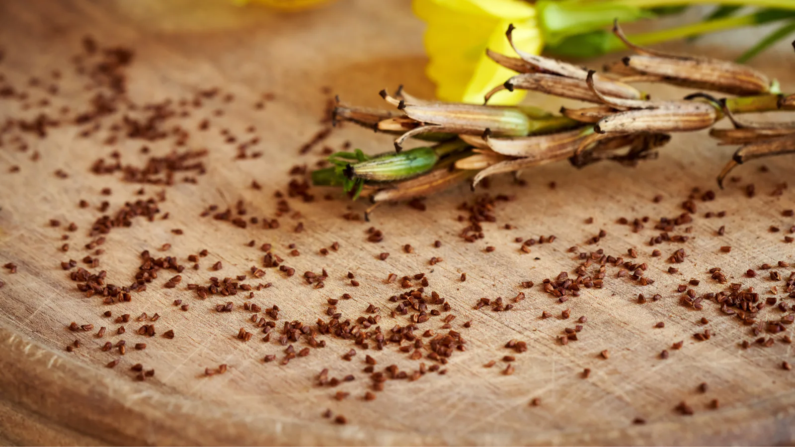 des graines de l’Onagre