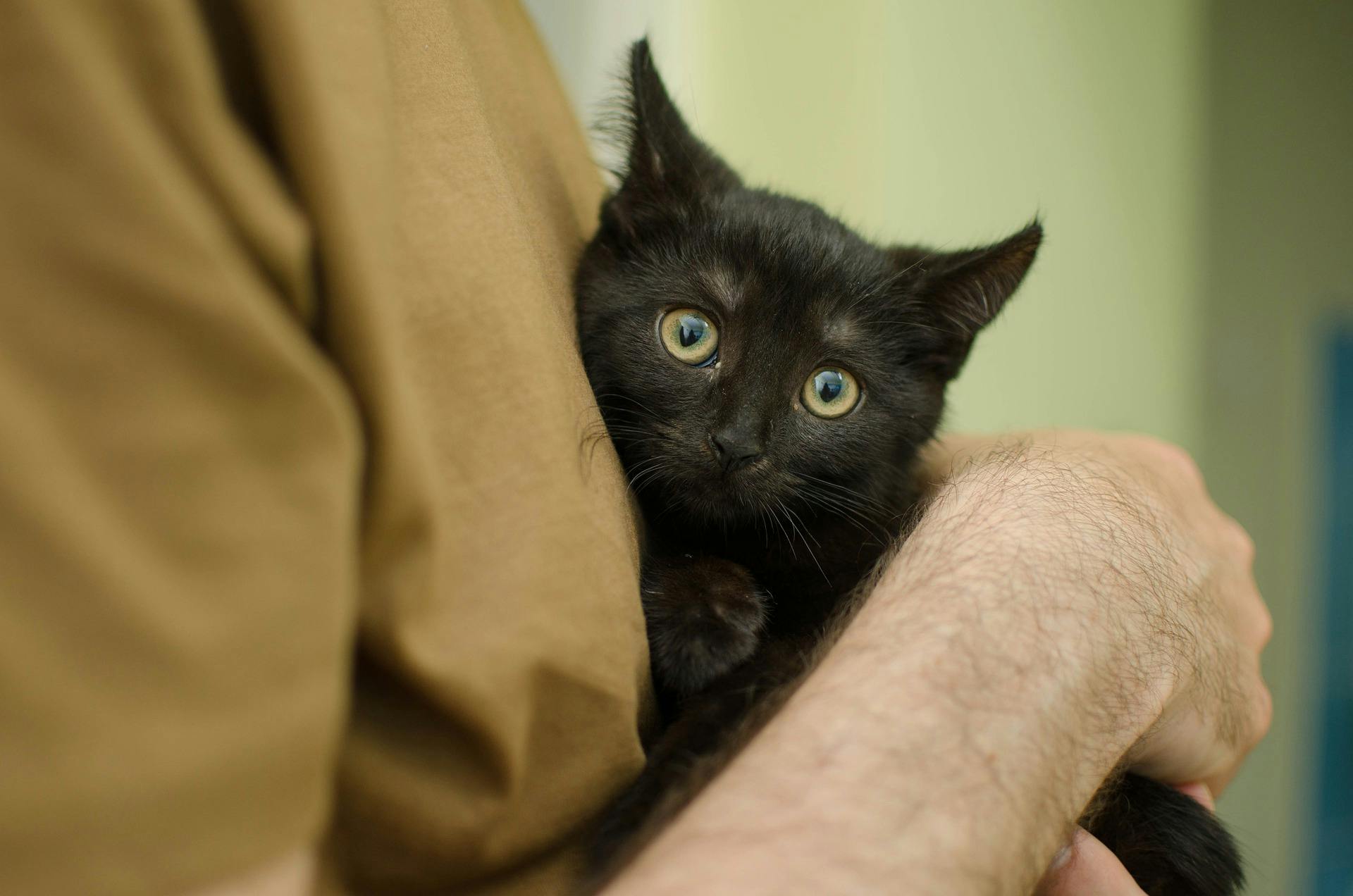 5 Missions De Benevolat Ideales Pour Les Amoureux Des Animaux 5 Missions De Benevolat Ideales Pour Les Amoureux Des Animaux