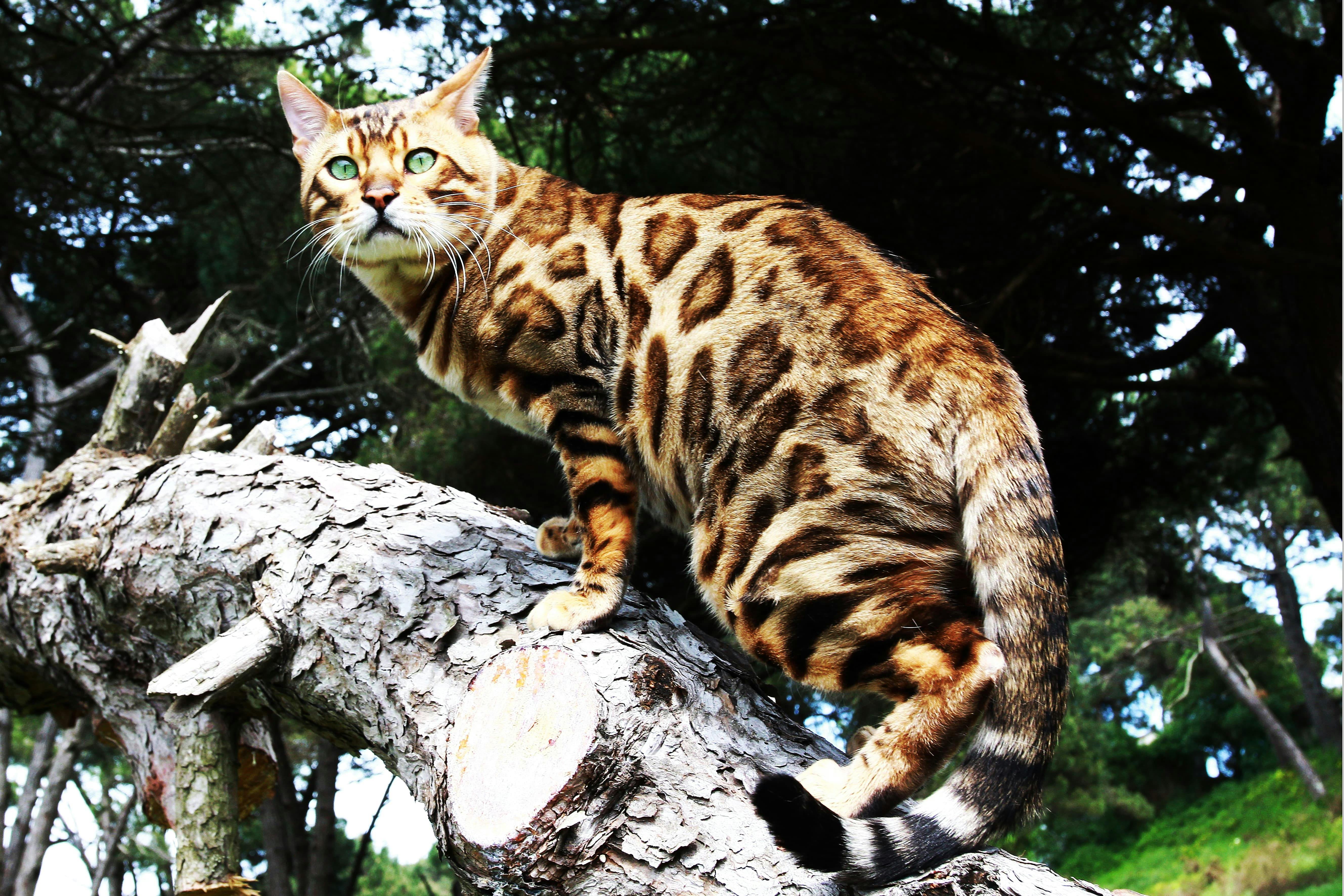 Bengal Cat