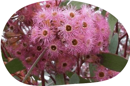 eucalyptus