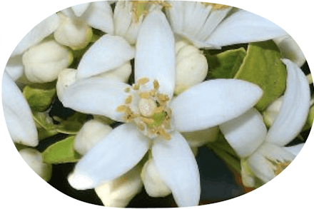 orange blossom