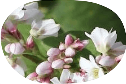 buckwheat