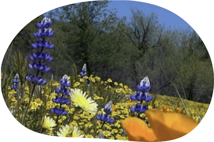 wildflower